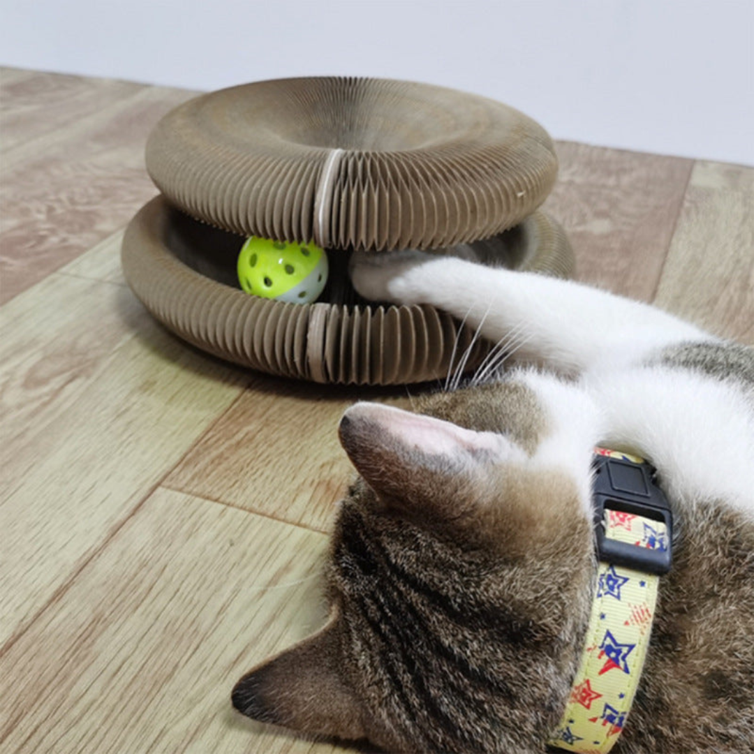 Scratch And Ball Toy