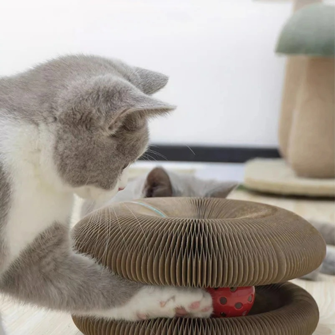Scratch And Ball Toy